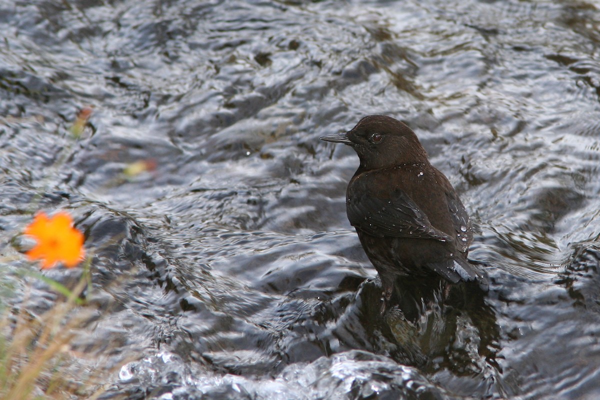 Brown Dipper - ML382853541