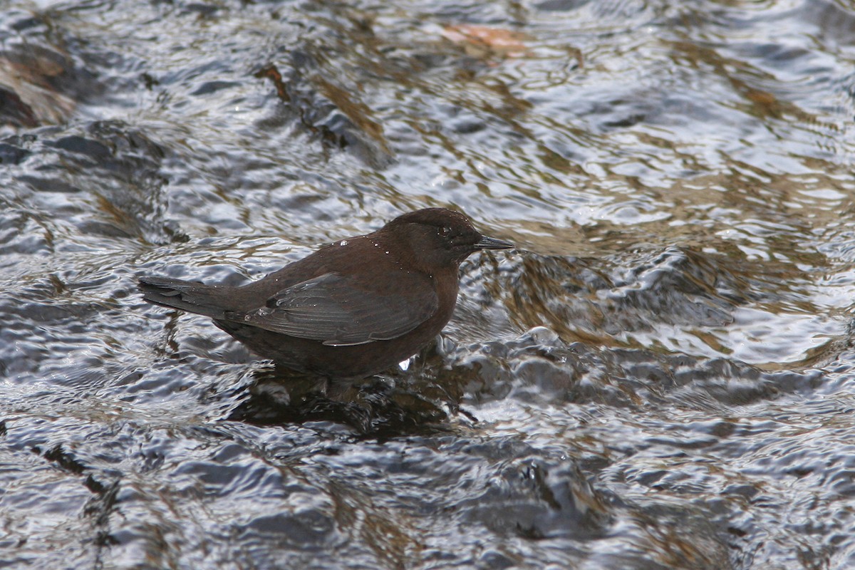 Brown Dipper - ML382853561