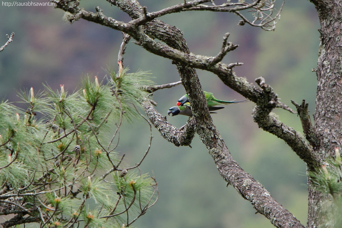 Derbyan Parakeet - ML38285411