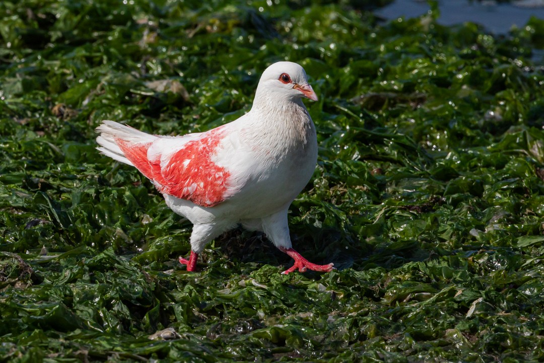 Rock Pigeon (Feral Pigeon) - ML382854491