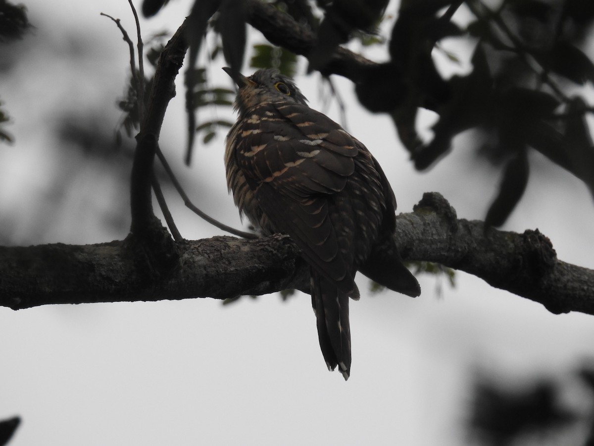 Indian Cuckoo - ML382854601