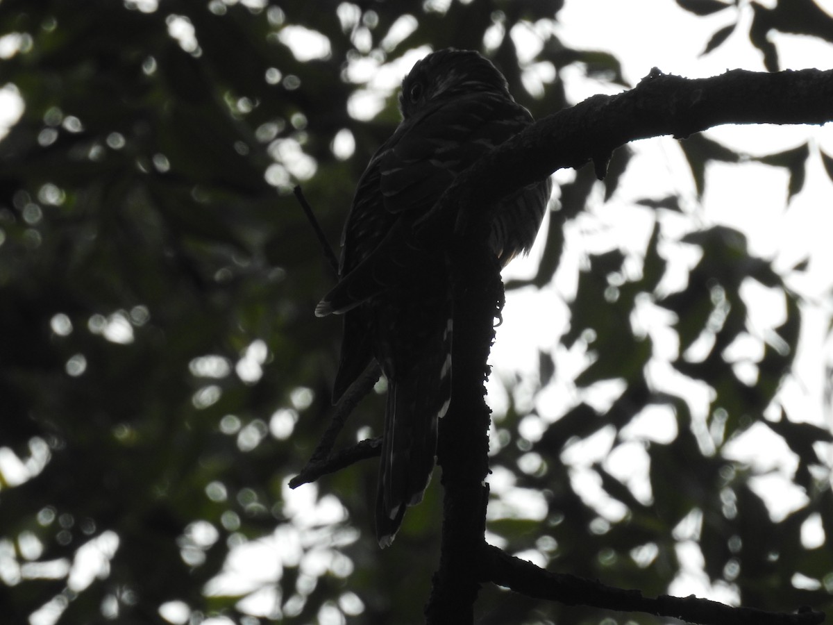 Indian Cuckoo - ML382854661