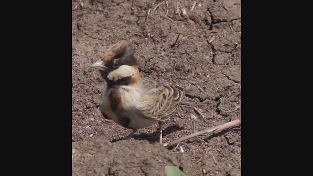 スズメヒバリ - ML382855231