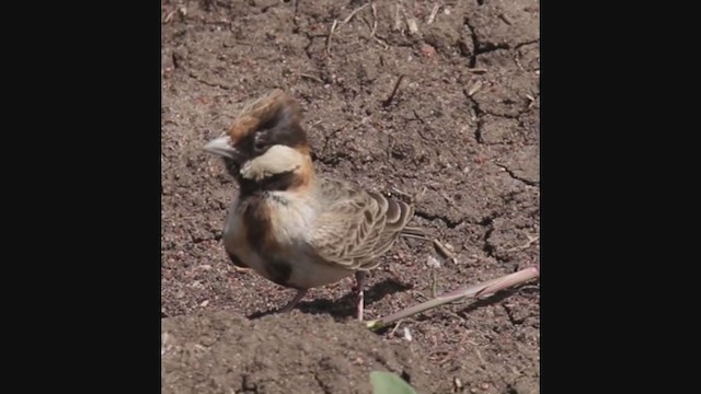 Fischer's Sparrow-Lark - ML382855231