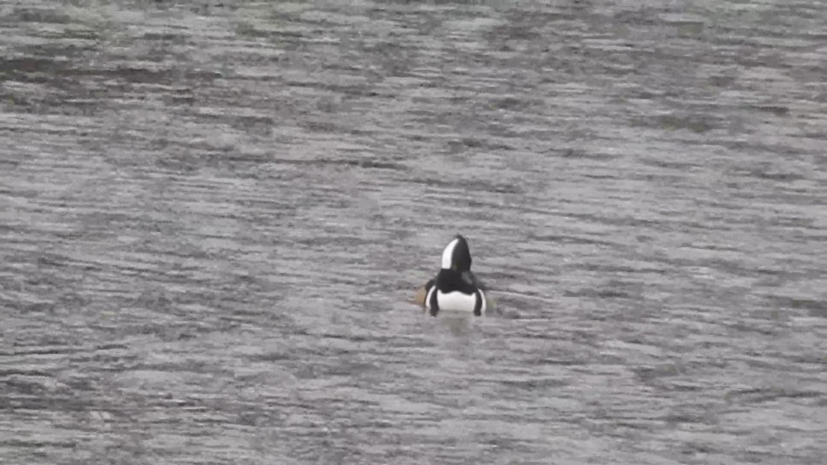 Hooded Merganser - ML382855641