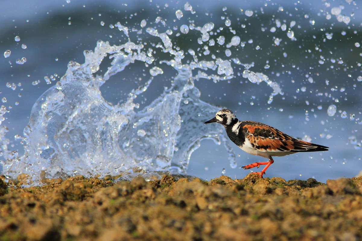 Ruddy Turnstone - Ayuwat Jearwattanakanok