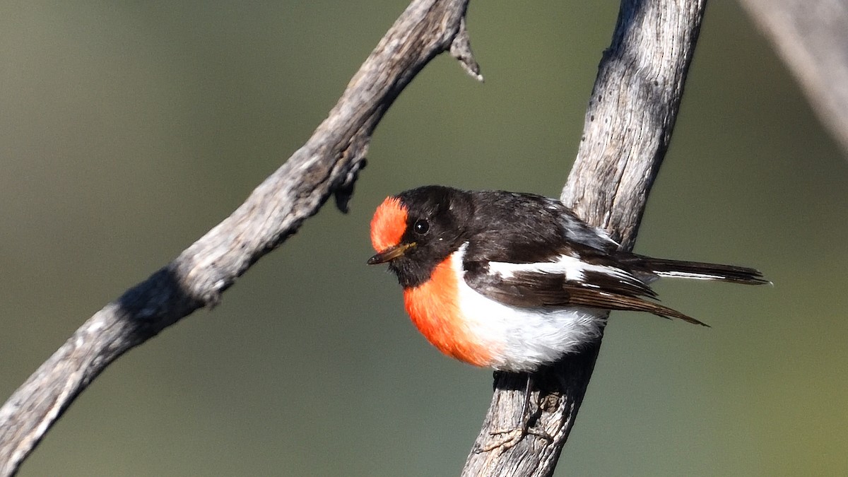 Red-capped Robin - ML382856131