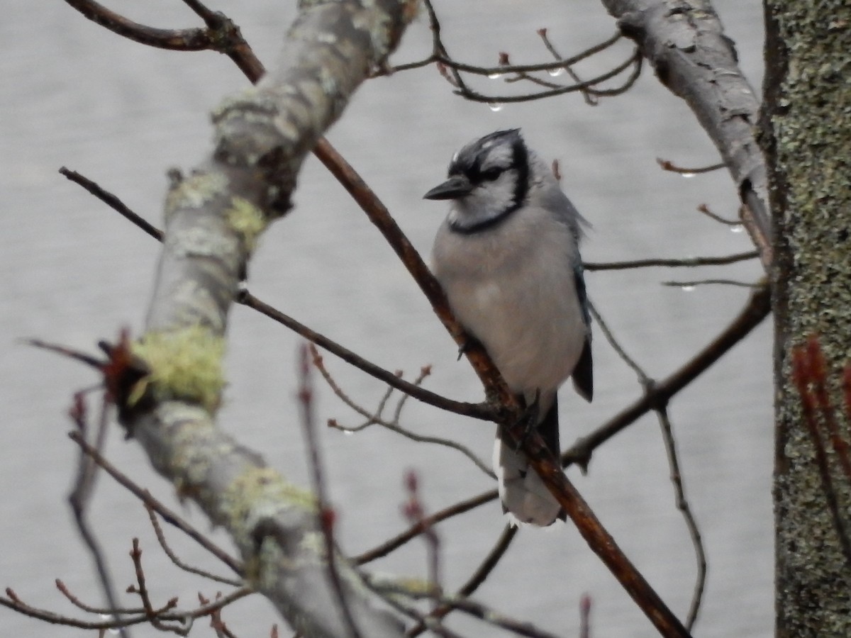 Blue Jay - ML382856231