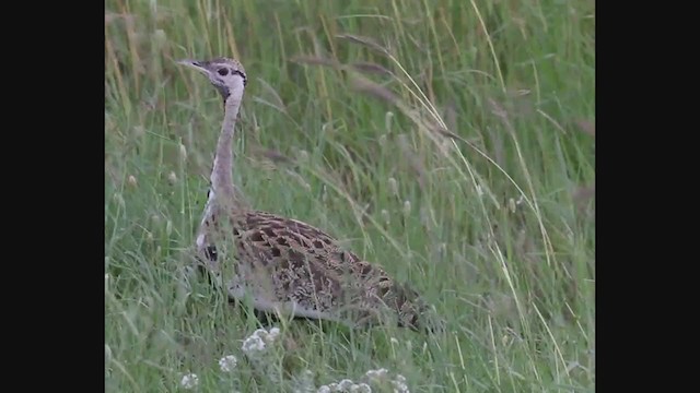 クロハラチュウノガン - ML382856811