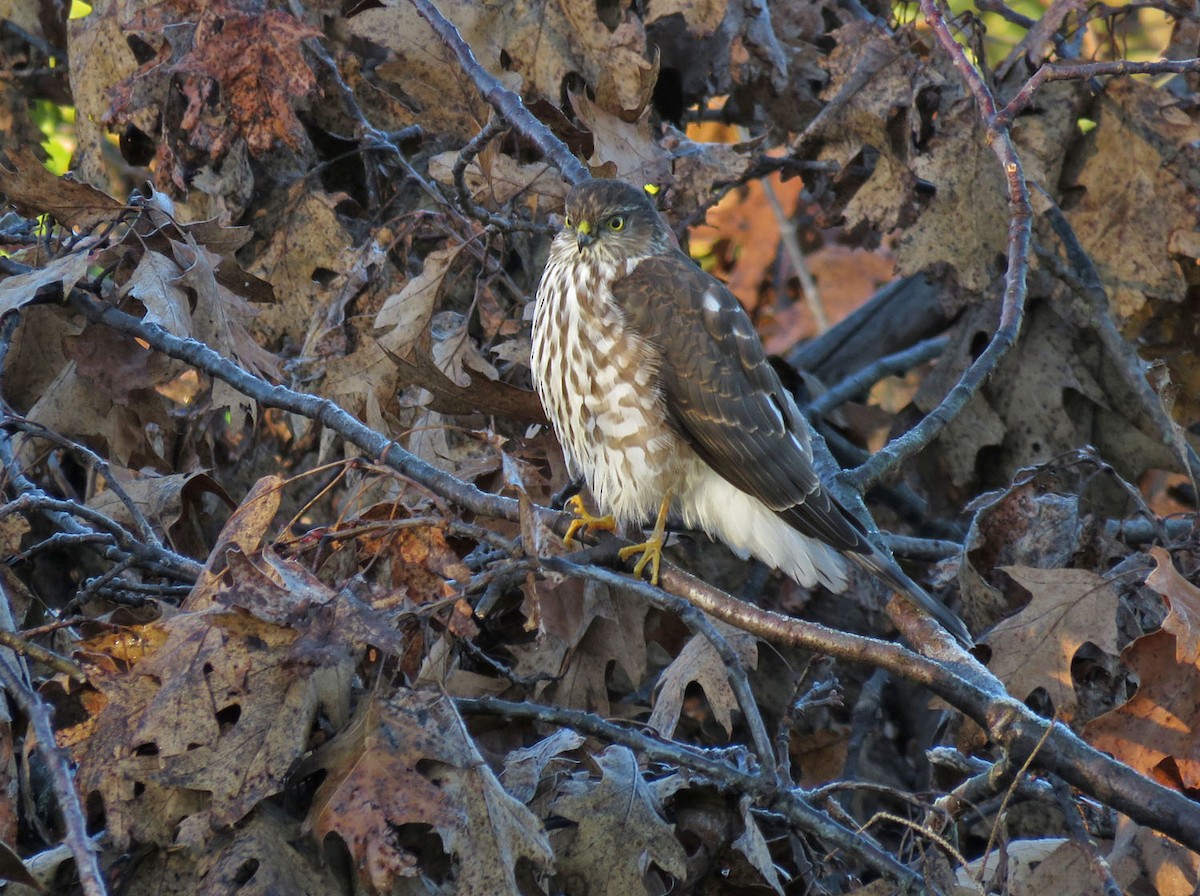 Sharp-shinned Hawk - Thomas Schultz