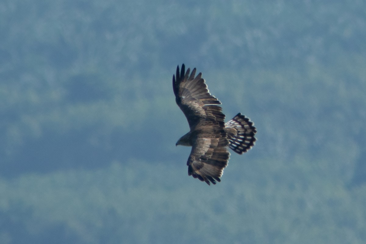 Short-toed Snake-Eagle - ML382857931