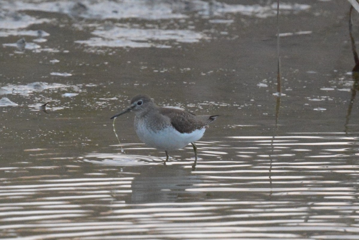 Solitary Sandpiper - Jamie Vidich