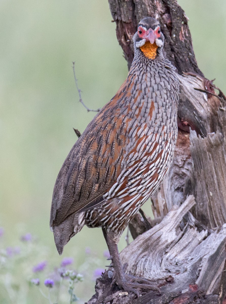 Gray-breasted Spurfowl - ML382860891