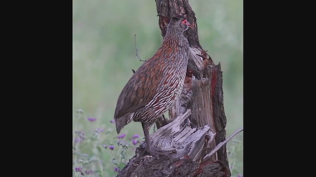 Francolin à poitrine grise - ML382860911