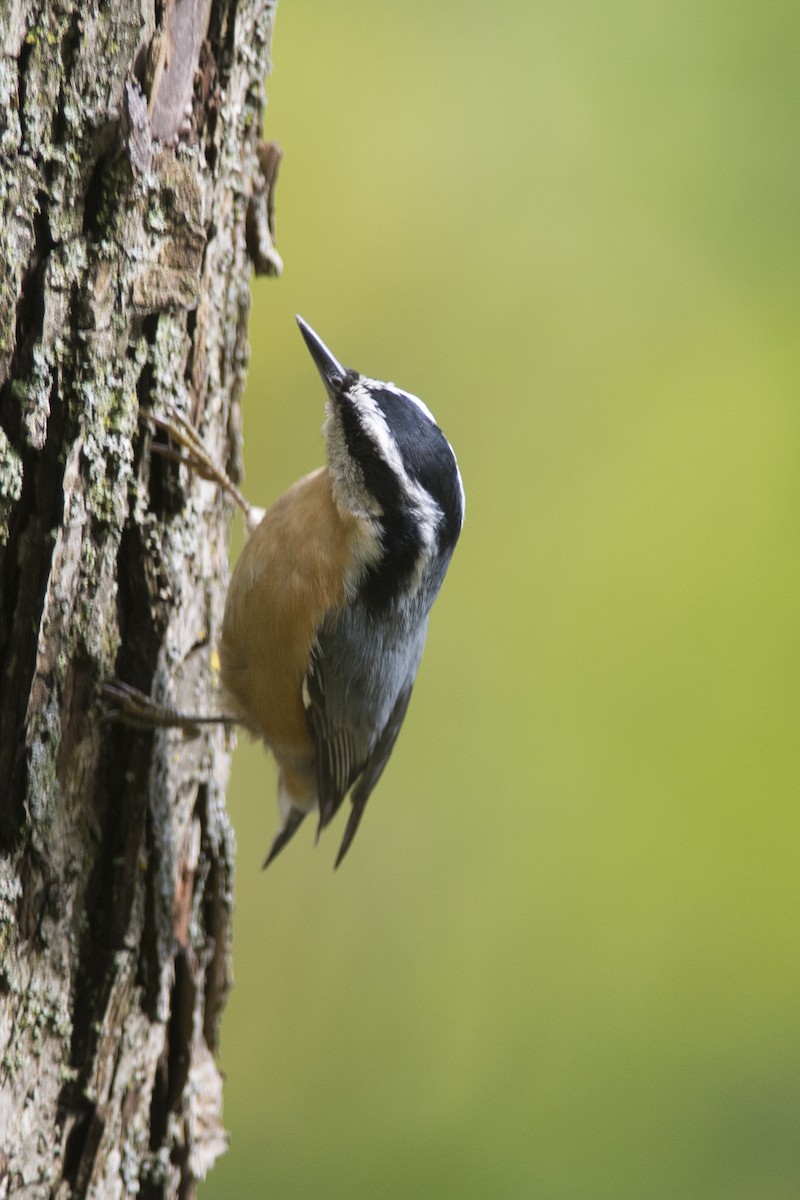 Red-breasted Nuthatch - Jean-Sébastien Mayer