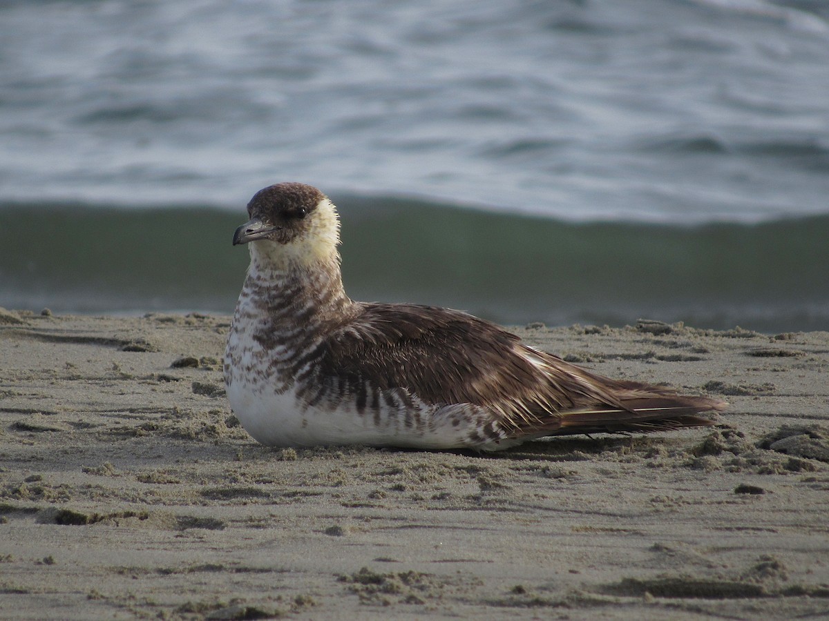 Pomarine Jaeger - ML382863001