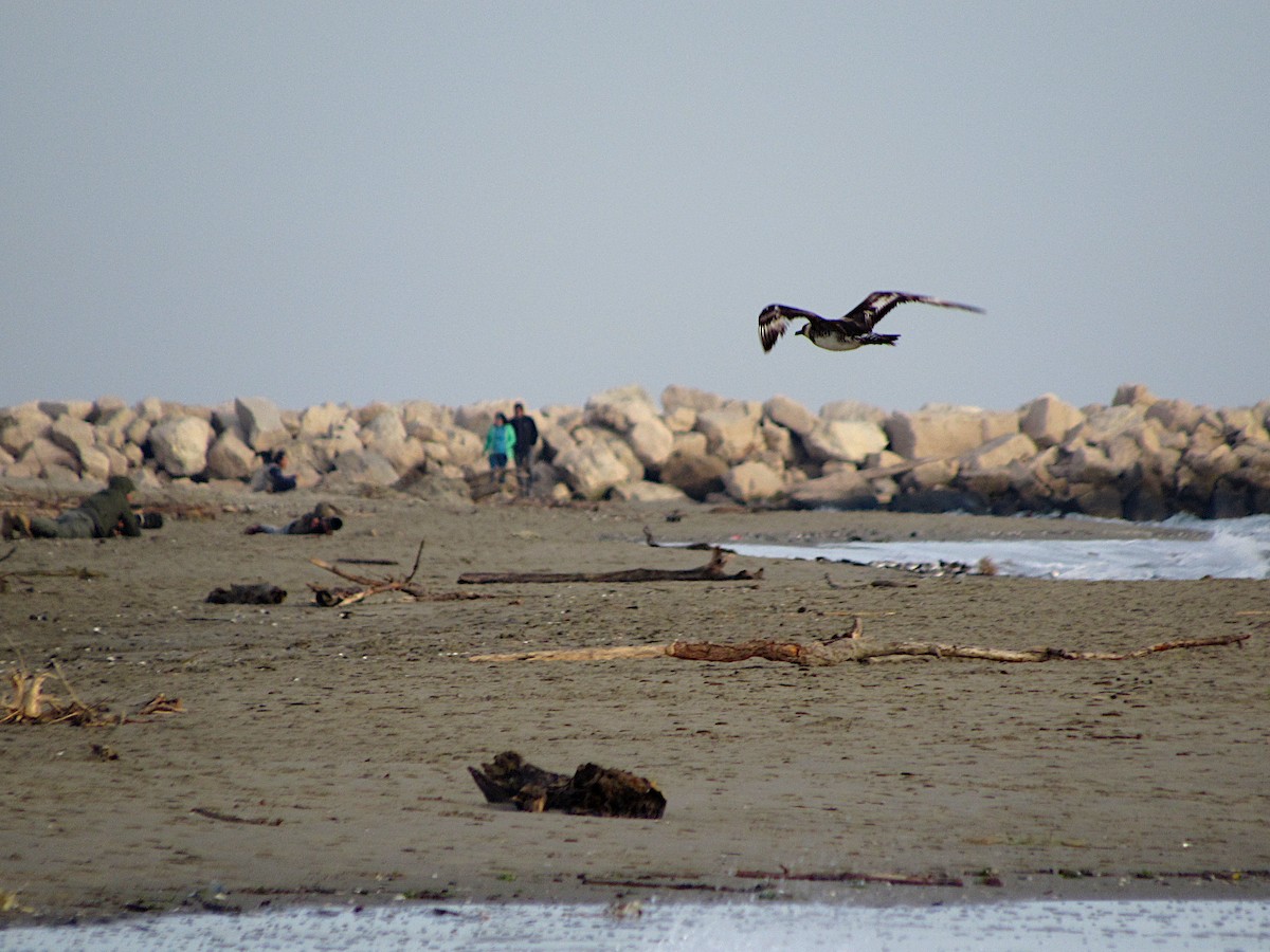 Pomarine Jaeger - ML382863011