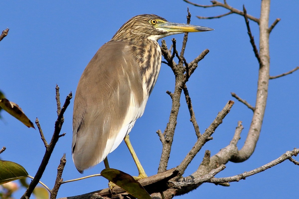 Indian Pond-Heron - ML382863221