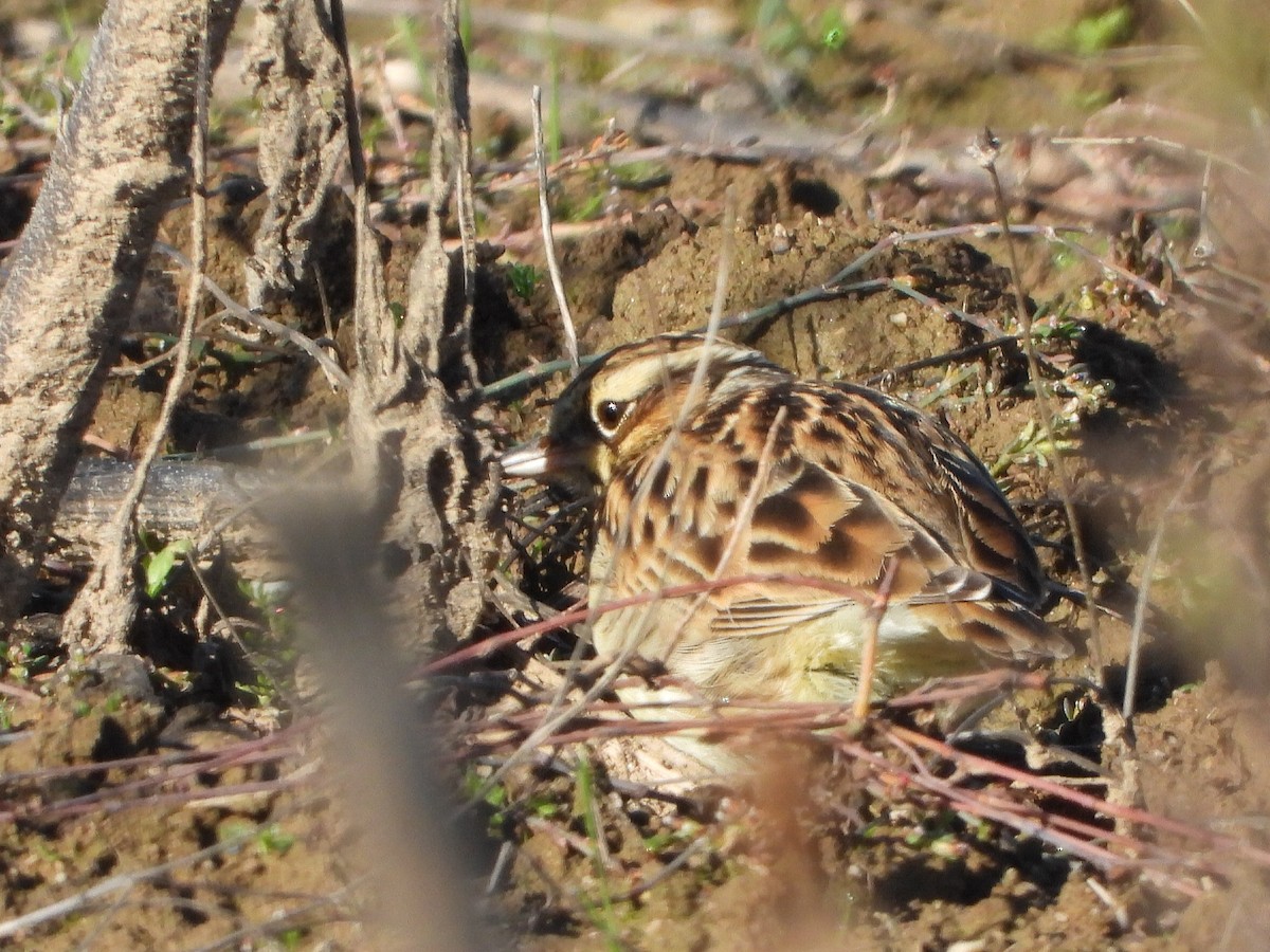 Wood Lark - Berend Voslamber