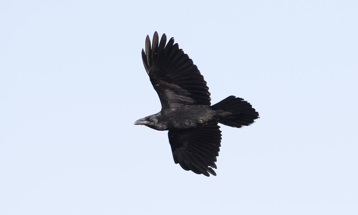 Common Raven - Brian Sullivan