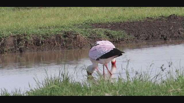 Yellow-billed Stork - ML382866441