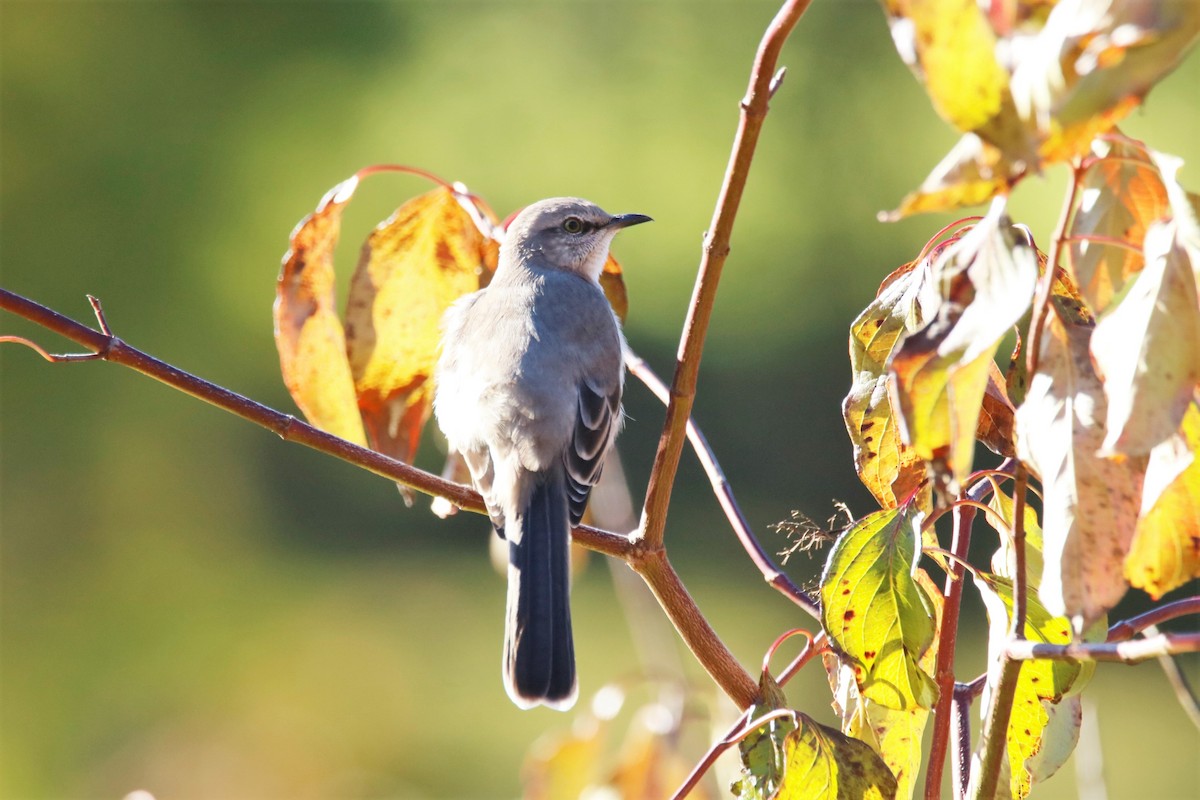 Northern Mockingbird - ML382869301