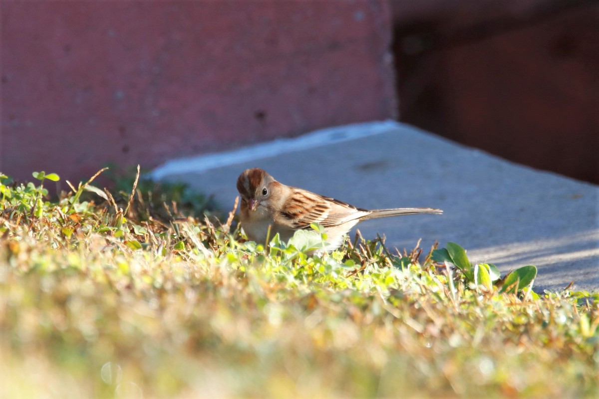 Field Sparrow - ML382869351