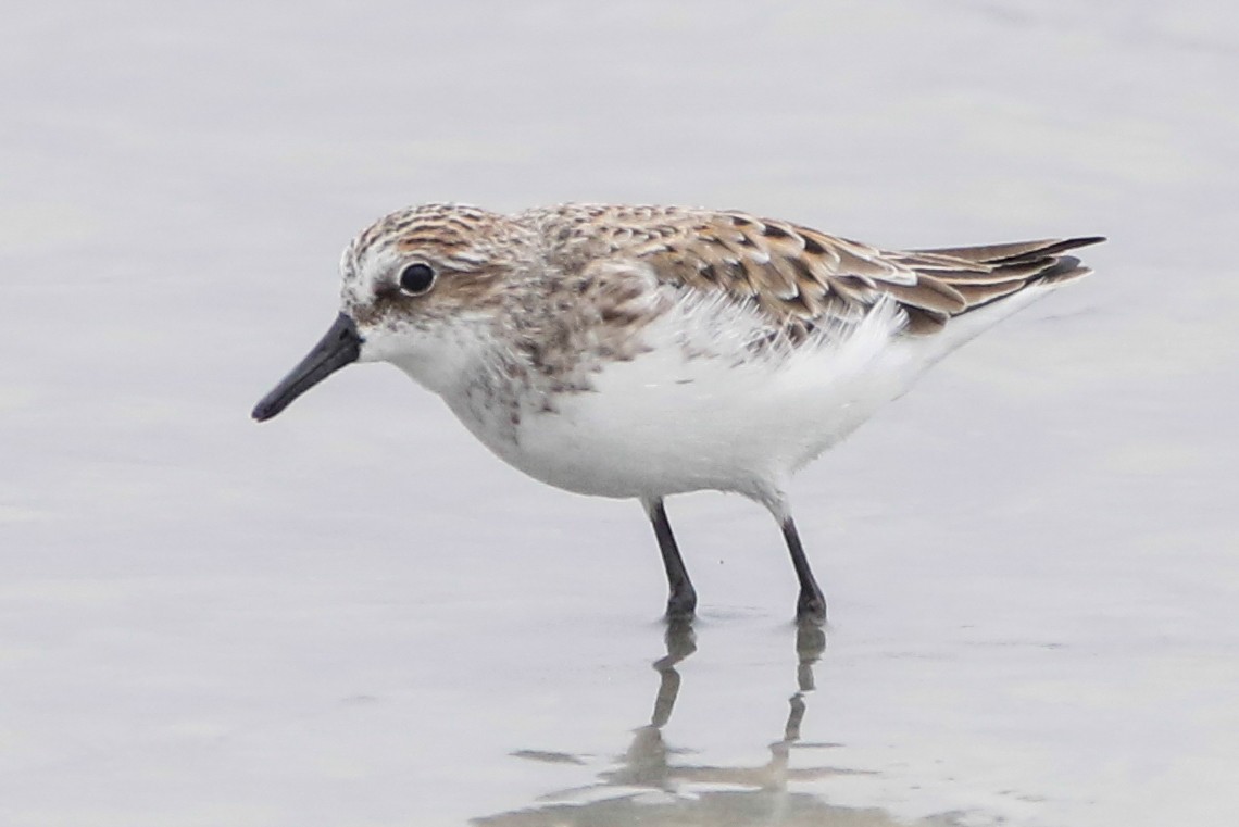 Semipalmated Sandpiper - ML382869641