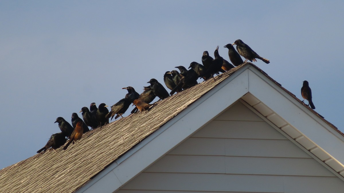 Boat-tailed Grackle - ML382871521