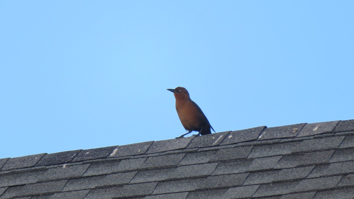 Boat-tailed Grackle - ML382871911