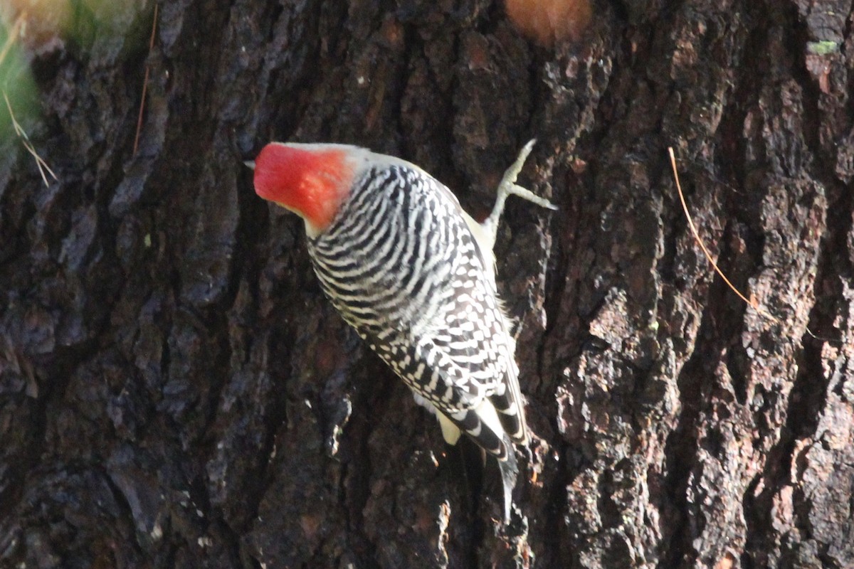 Red-bellied Woodpecker - Suzanne Picard