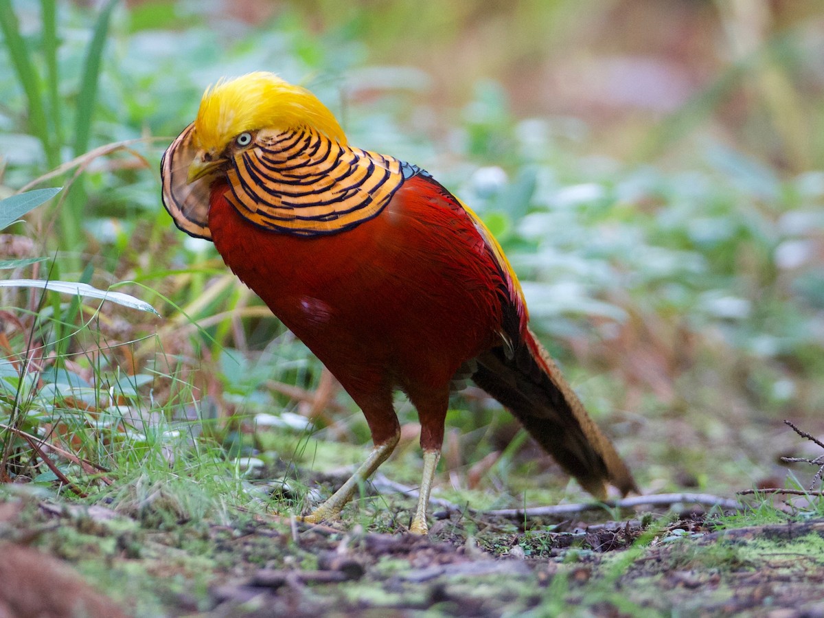 Golden Pheasant - ML382873411