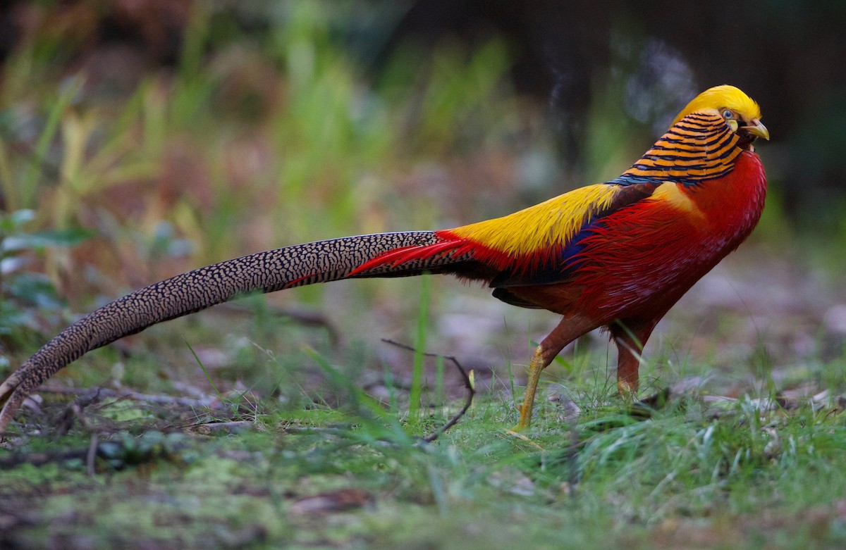 Golden Pheasant - ML382873521