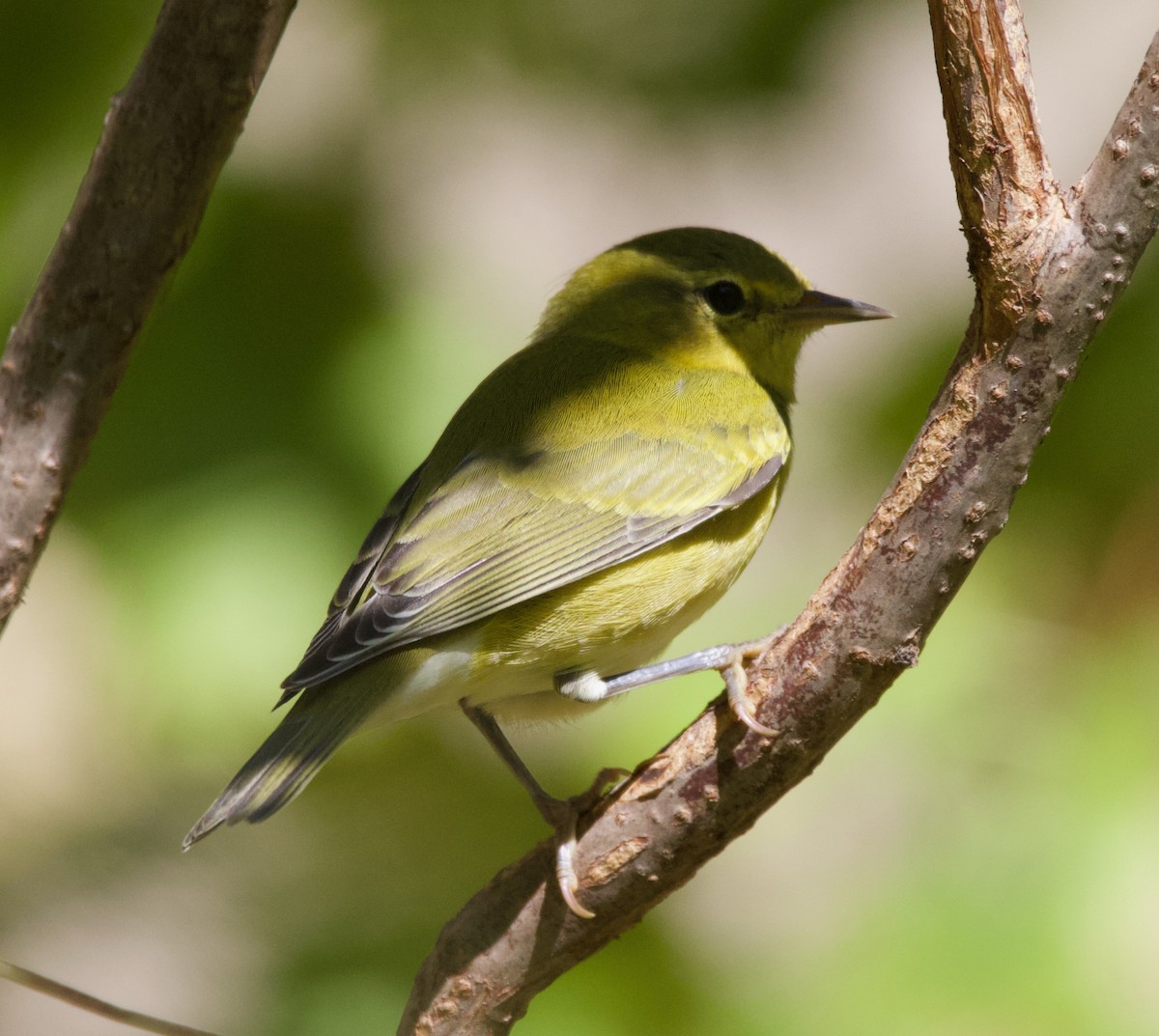 Tennessee Warbler - Liam Ragan