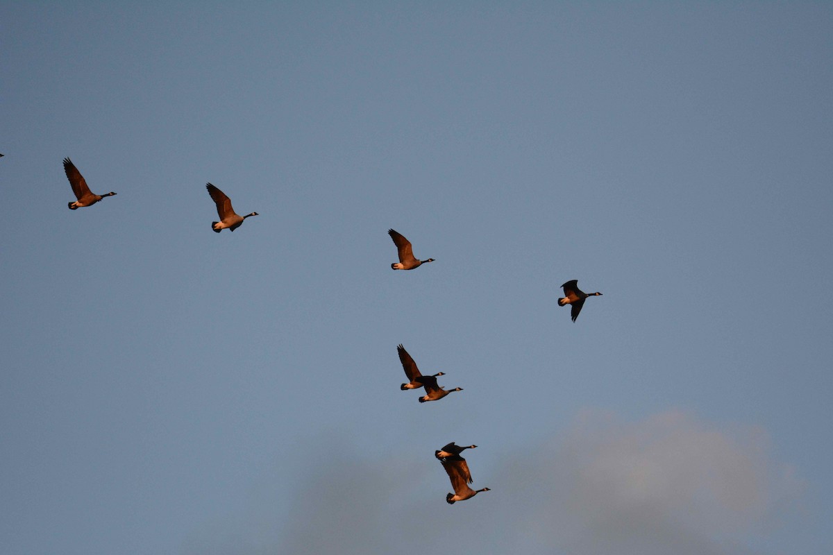 Канад галуу - ML38287721