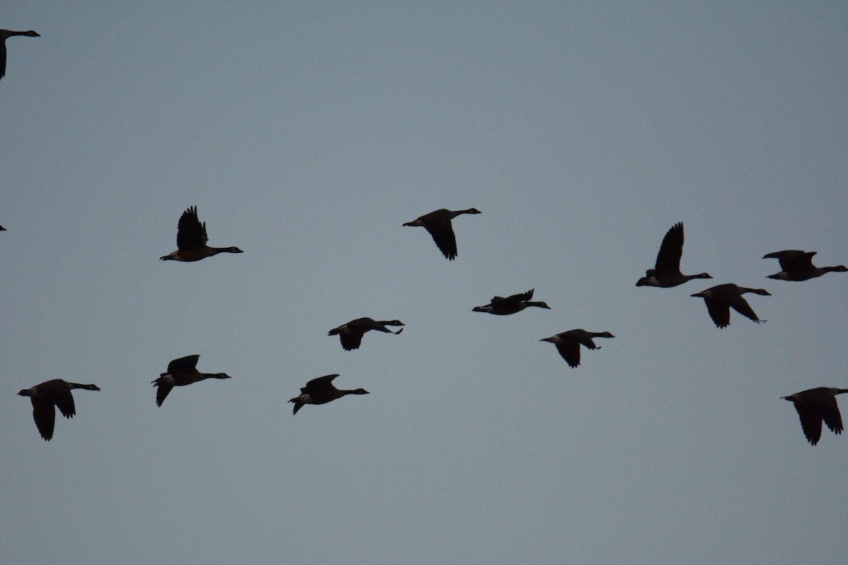 Канад галуу - ML38287751