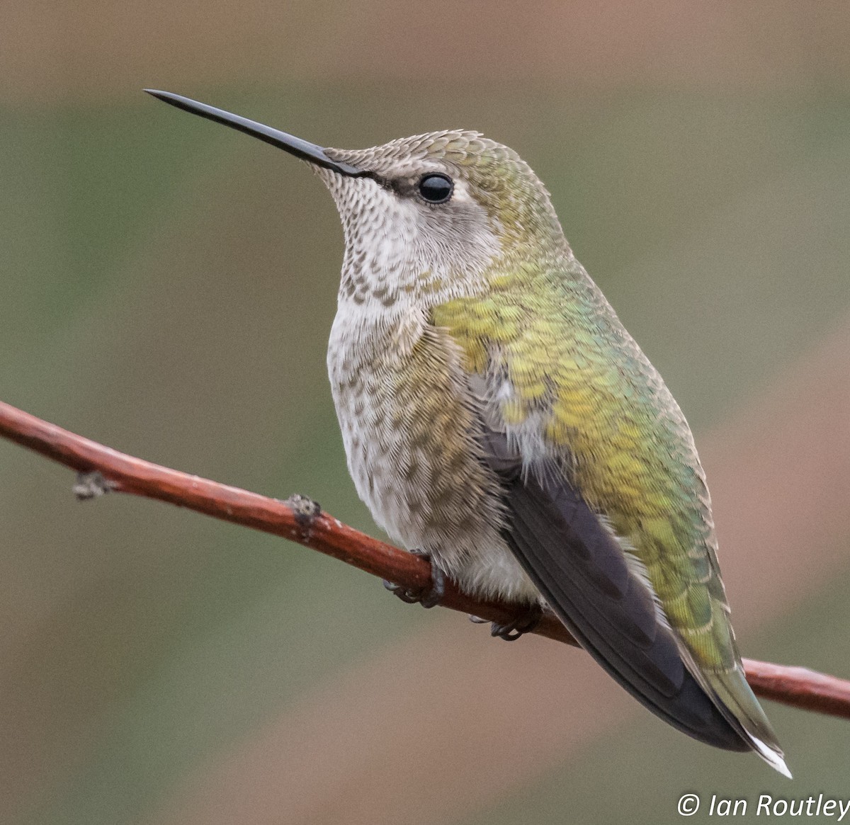 Anna's Hummingbird - Ian Routley