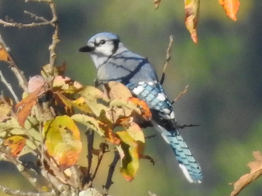 Blue Jay - ML382880141