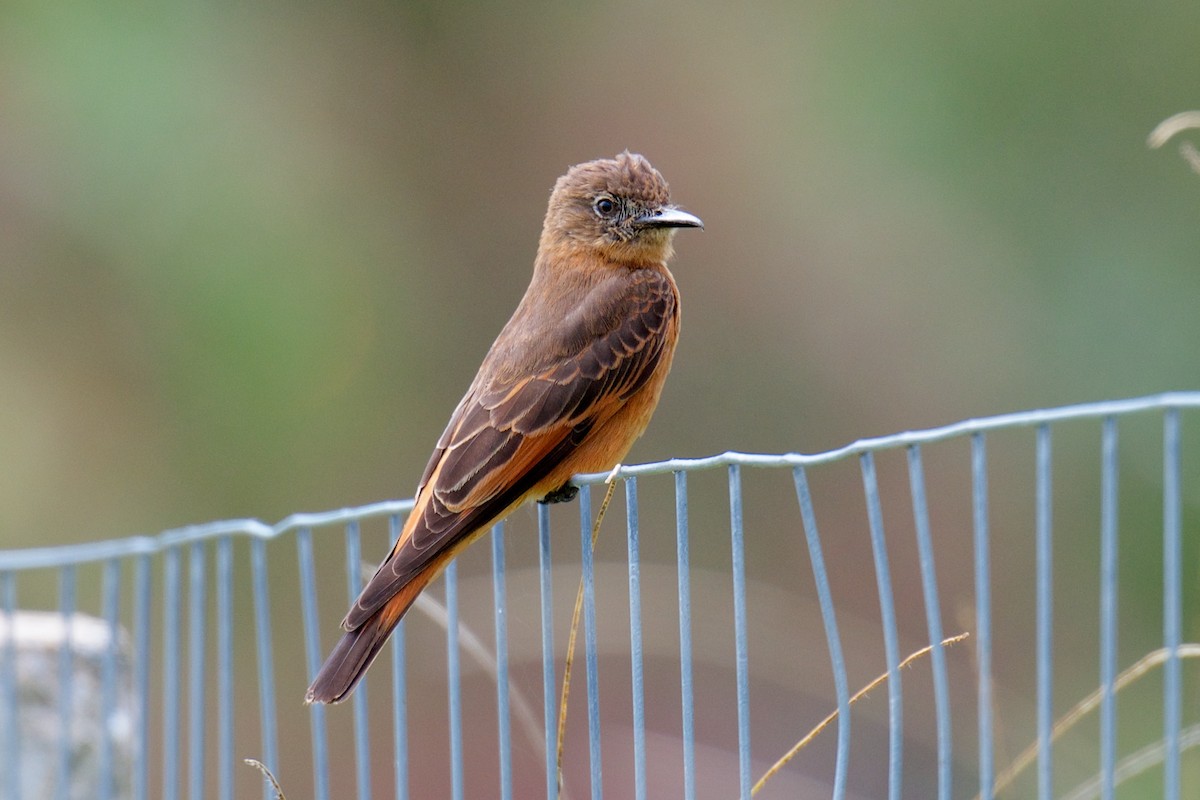 Cliff Flycatcher - Marilyn Henry