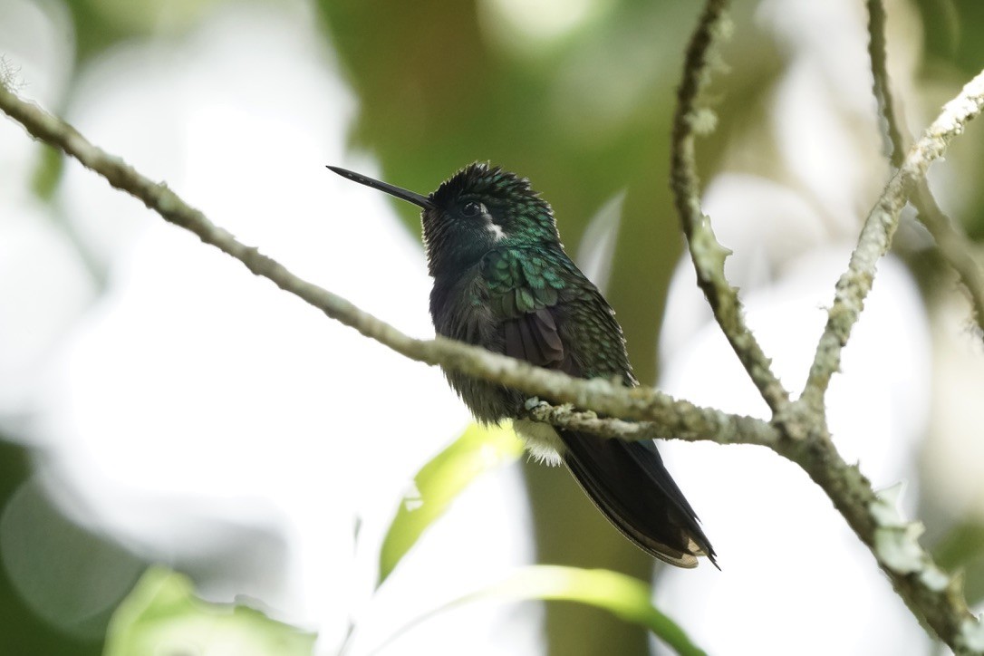 Purple-throated Mountain-gem - Simon Thornhill