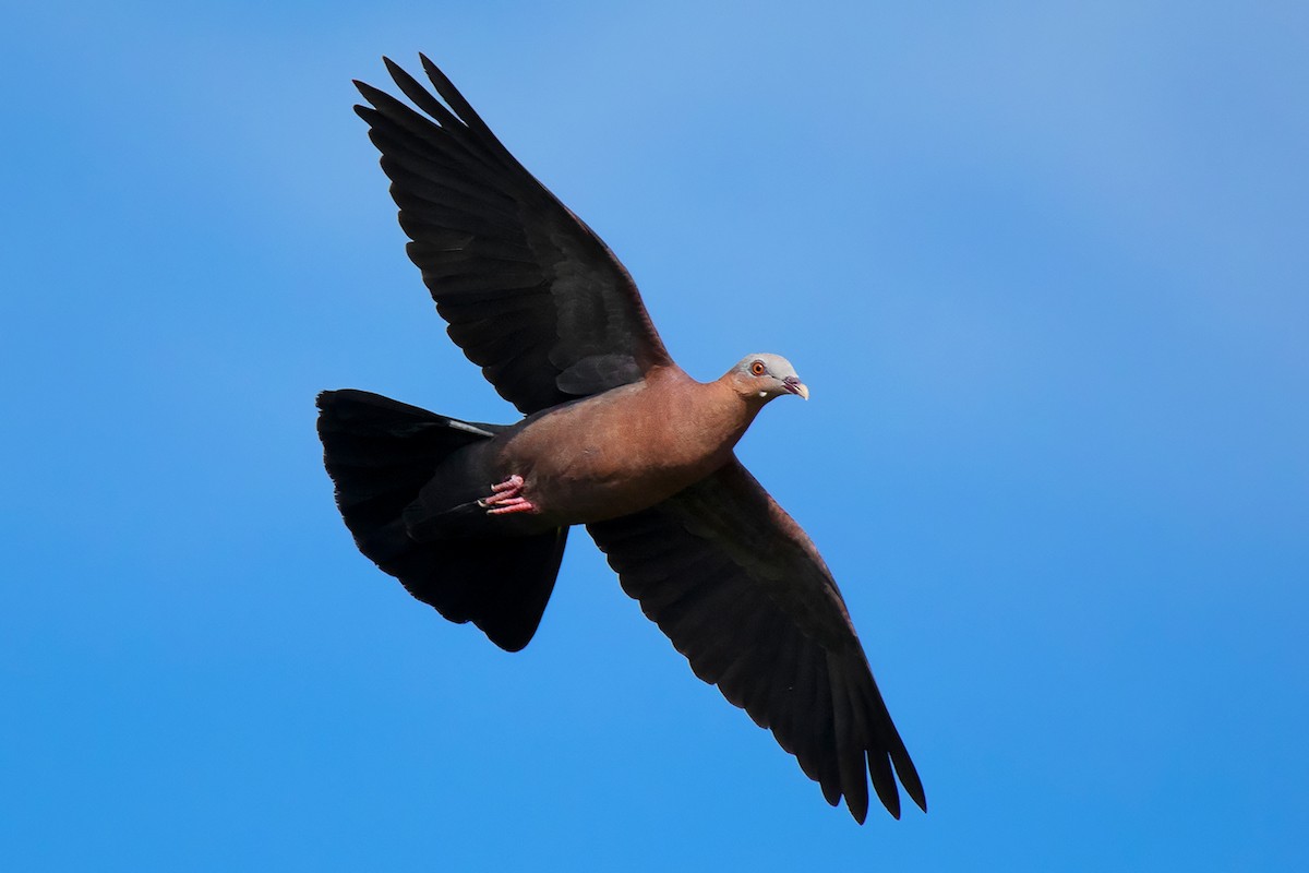 Pale-capped Pigeon - Ayuwat Jearwattanakanok