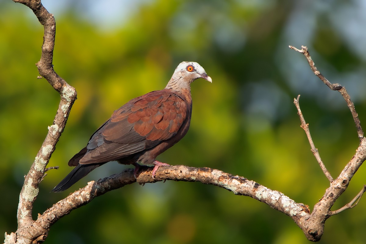 Pale-capped Pigeon - Ayuwat Jearwattanakanok