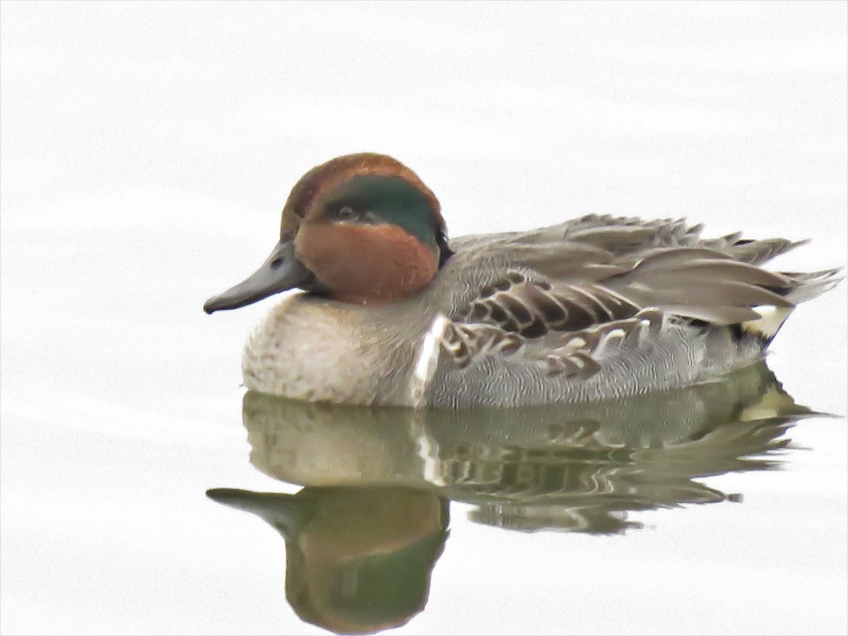 Green-winged Teal - ML382886661