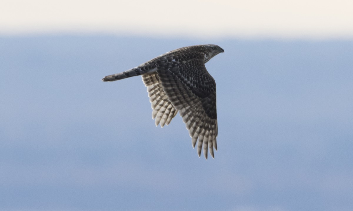 American Goshawk - Brian Sullivan