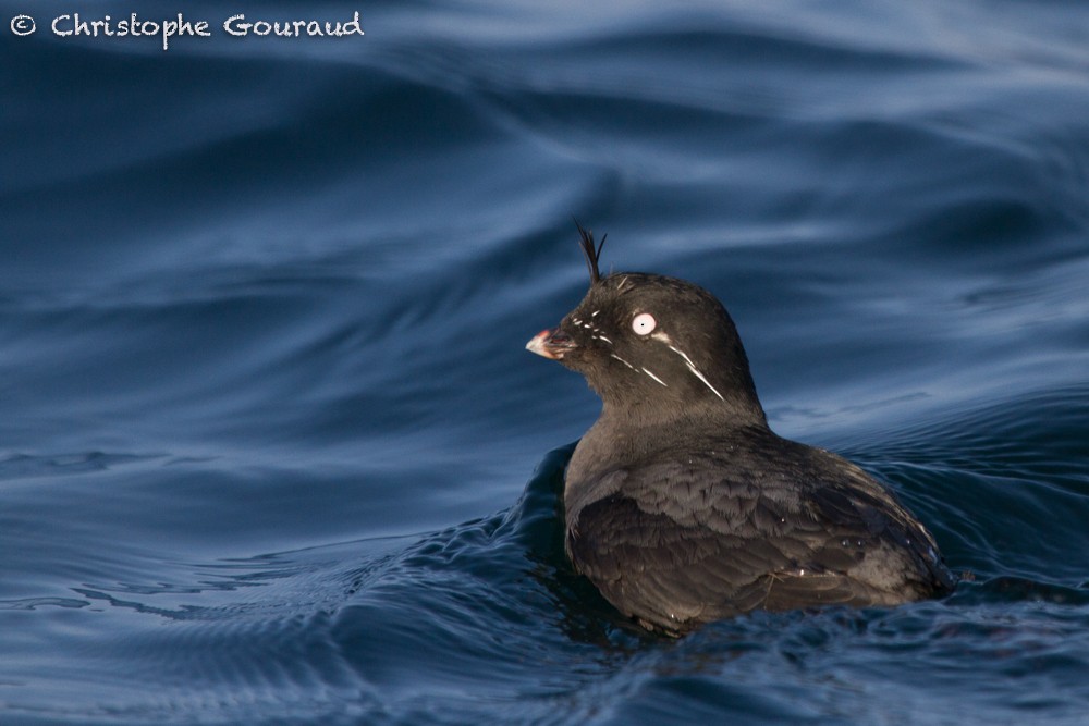 Whiskered Auklet - ML38288871