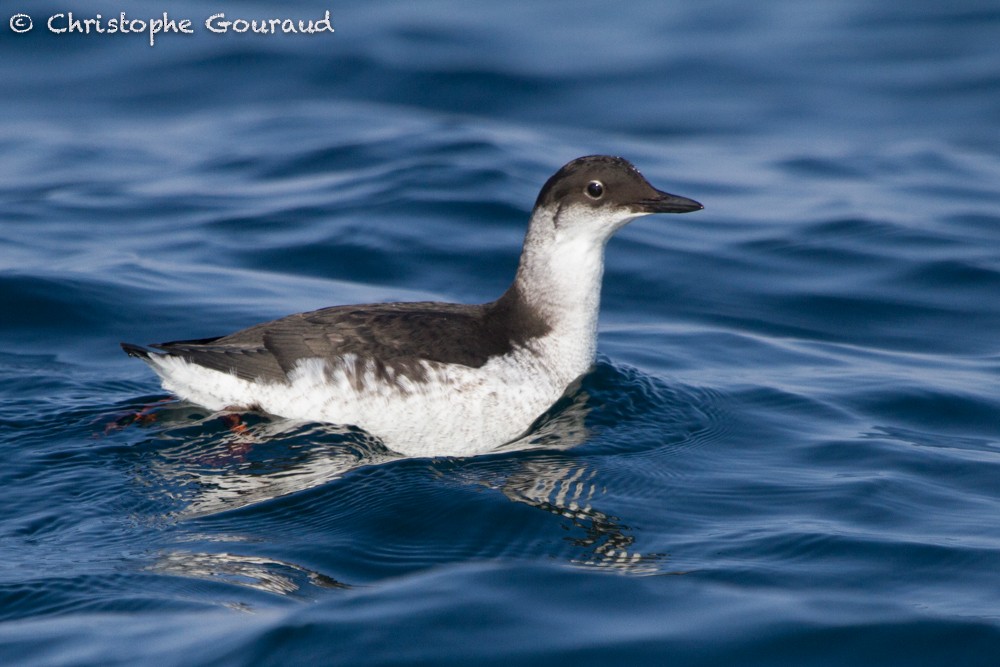 Pigeon Guillemot (snowi) - ML38288961