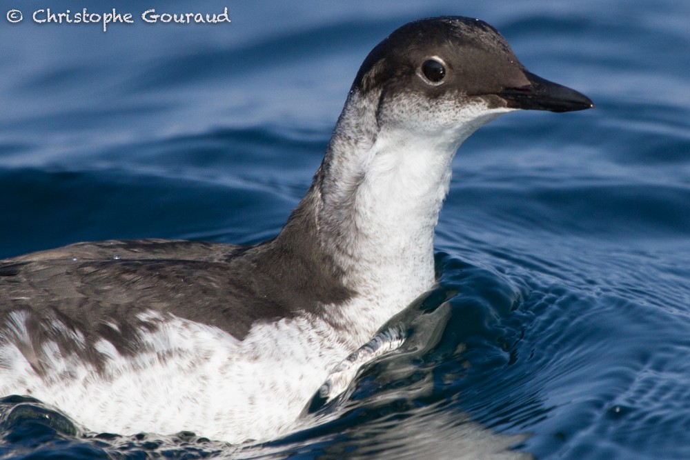 Pigeon Guillemot (snowi) - ML38288971