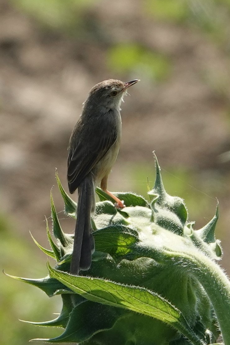 Burmese Prinia - Daniel Winzeler