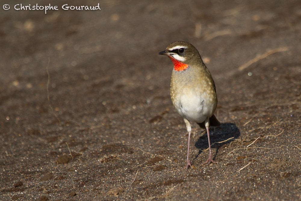 Siberian Rubythroat - ML38289251