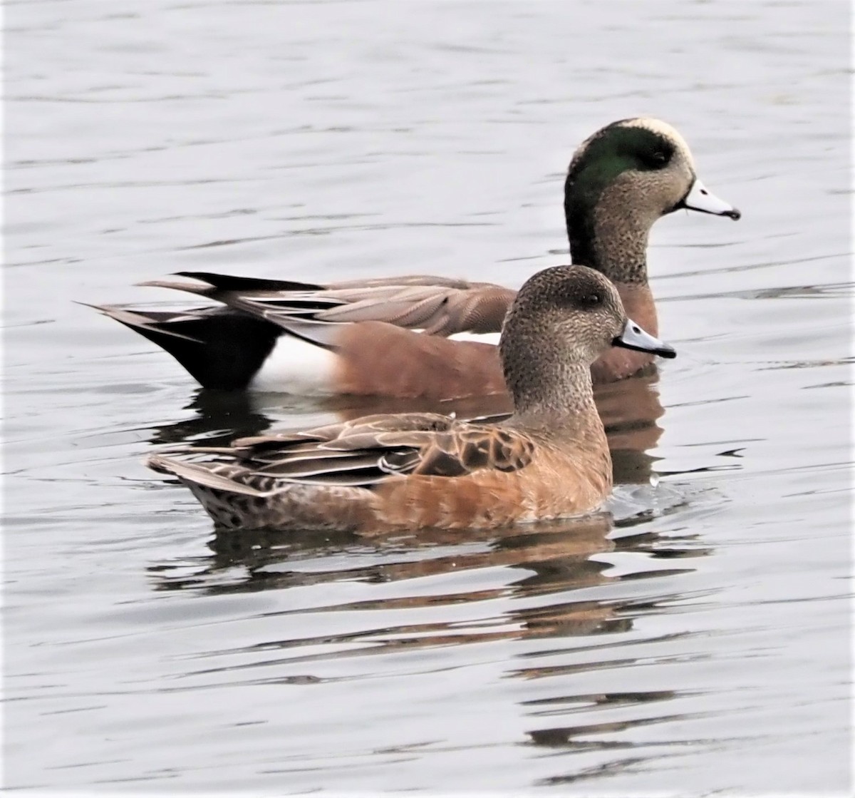 American Wigeon - MJ Heatherington